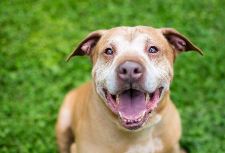 Dog with exercise schedule